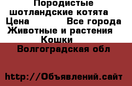 Породистые шотландские котята. › Цена ­ 5 000 - Все города Животные и растения » Кошки   . Волгоградская обл.